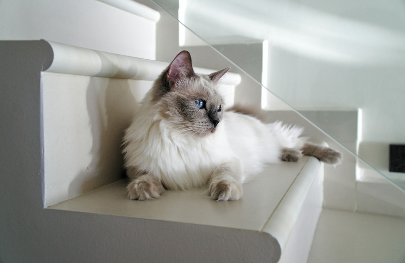 fluffy Siamese white and grey cat lying on stairs