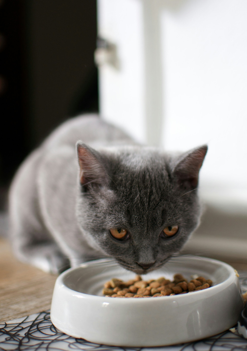 Pretty woman playing with two cats during a cat sitting visit gey kitten eating kibbles from a grey bowl